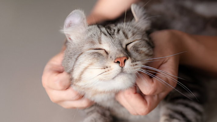 From Air Quality to Humidity: Why Your Pets Need More Than Just Love