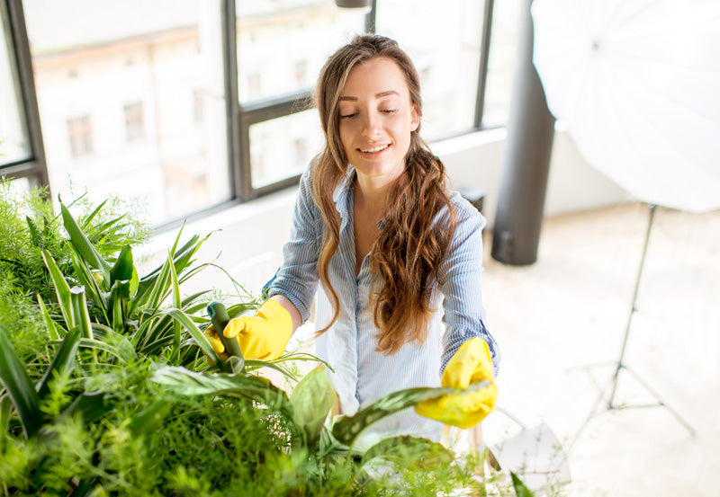 Tanaman untuk Udara Bersih dan Segar