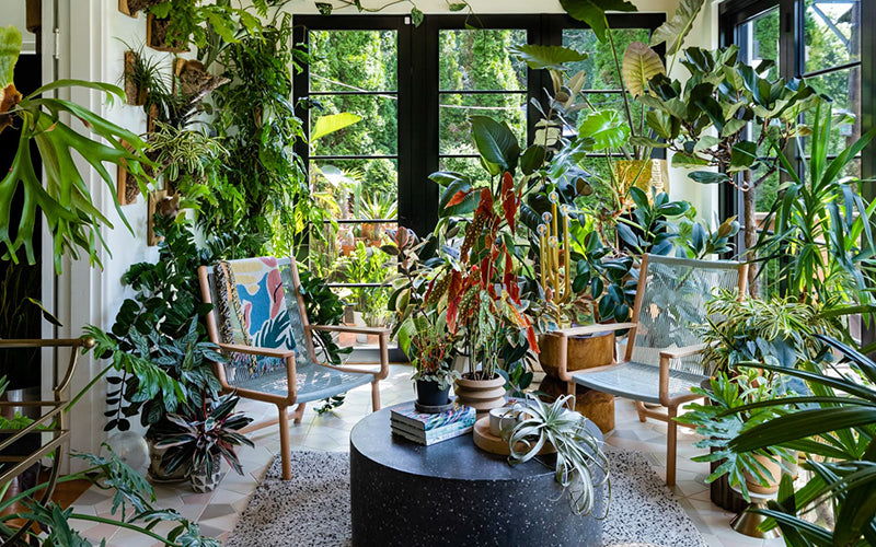 Indoor Plants and Air Quality: Enhancing Indoor Air Quality with Indoor Plants