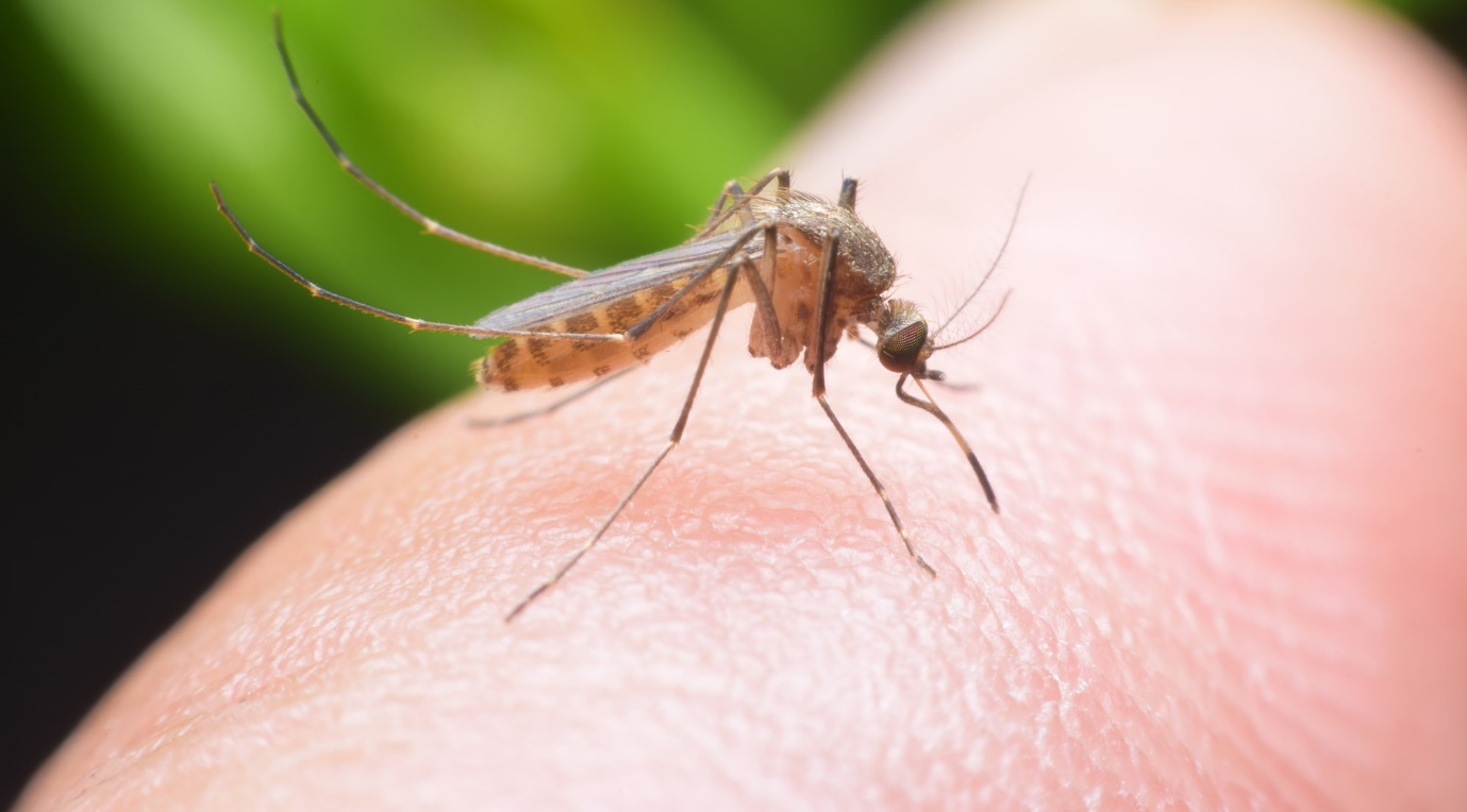 Demam Berdarah Dengue (DBD) Kembali Mengganas: Upayakan Pencegahan Secara Menyeluruh
