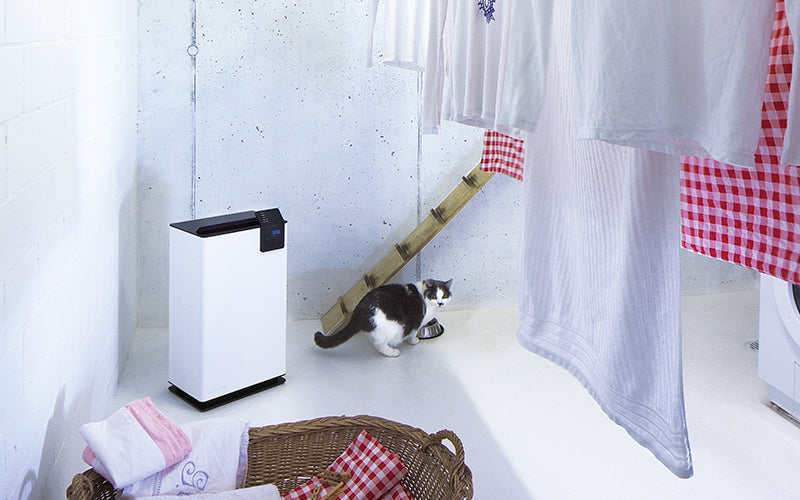 Breathe Easy: A Comprehensive Guide to Eliminating Home Odors